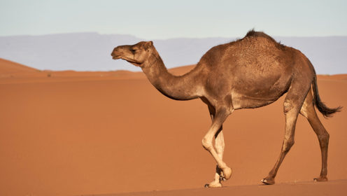 camel walking across the desert